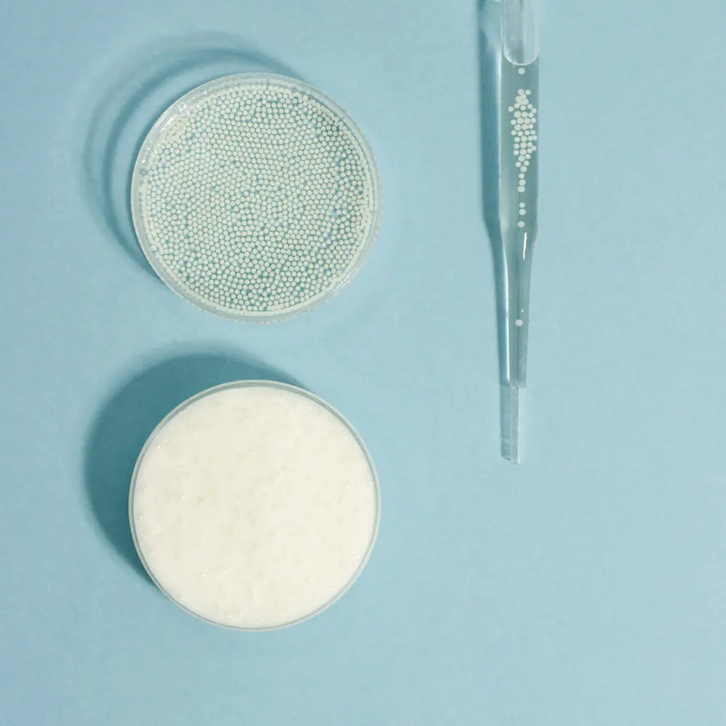 Płytki Petriego z hodowlą bakterii &ndash; badania nad probiotykami YUN Probiotherapy