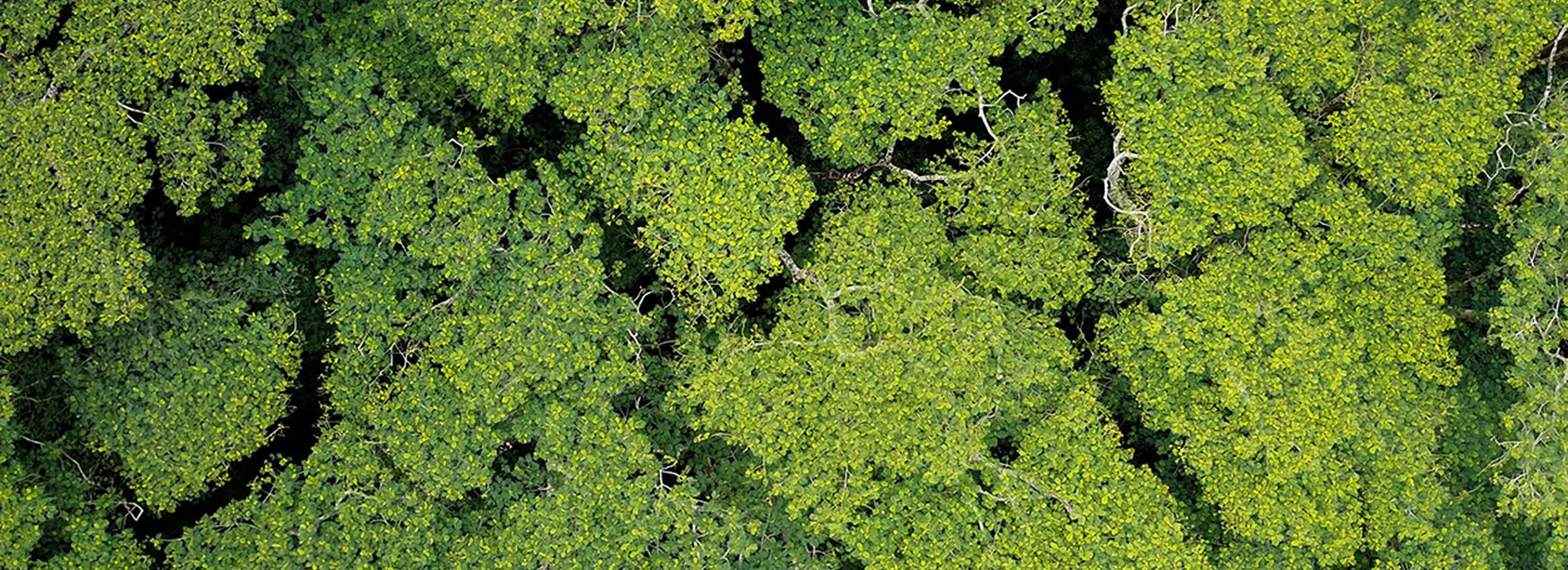 Widok z lotu ptaka na gęsty zielony las tropikalny z wyraźnymi koronami drzew