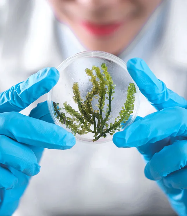 Osoba w rękawiczkach trzymająca płytkę Petriego z zielonymi roślinami.