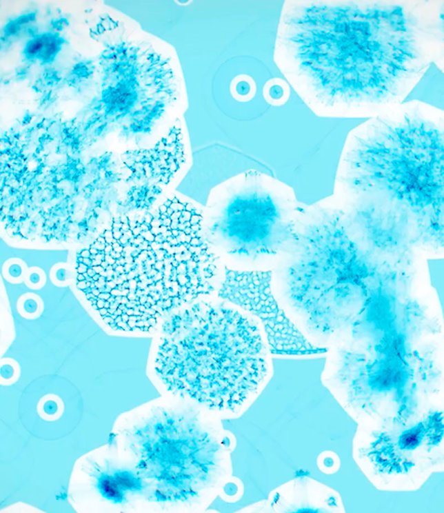 Bakterie widziane pod mikroskopem