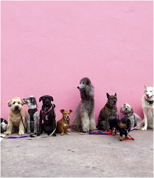 Grupa r&oacute;żnych ras ps&oacute;w na tle r&oacute;żowej ściany.