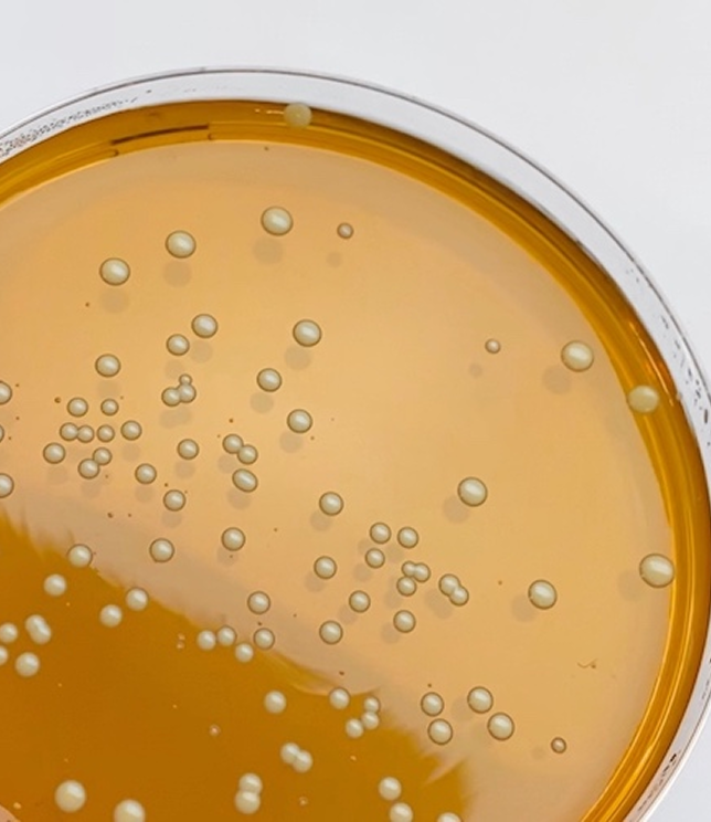 Szalka Petriego z hodowlą bakterii – badania nad skutecznością probiotyków YUN Probiotherapy