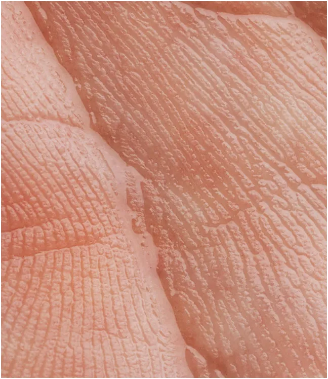 Zbliżenie na strukturę sk&oacute;ry dłoni &ndash; widoczne linie papilarne i naturalna tekstura nask&oacute;rka